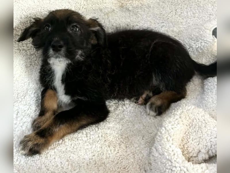 Zuckersüsses kleines Welpenmädchen Ivy