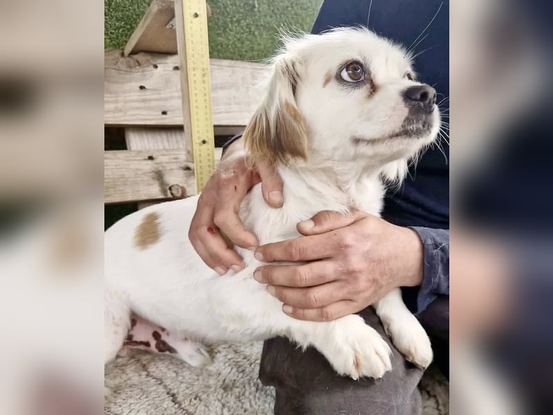 Ulli– kleiner Herzensbrecher sucht sein Glück