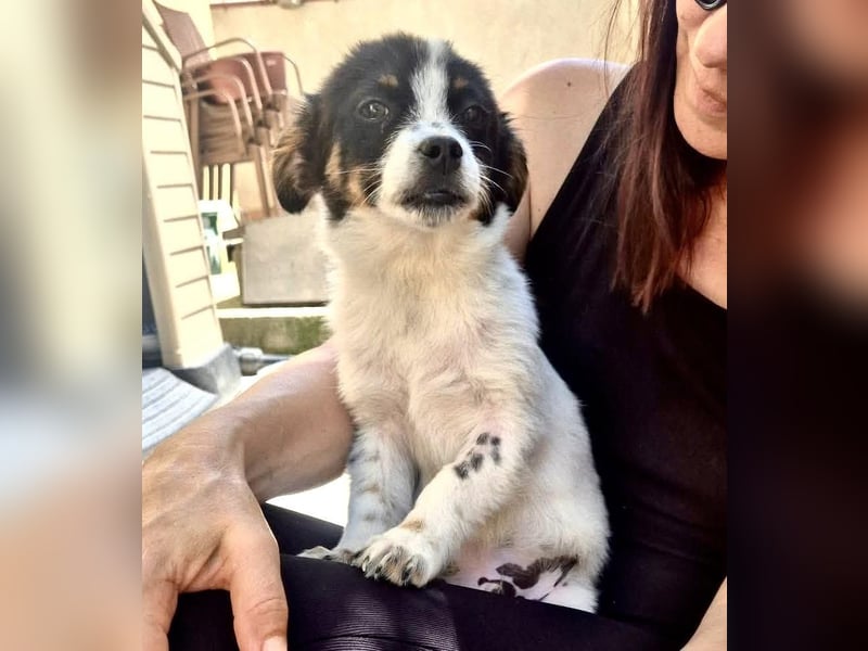Angelo – kleiner Herzensbrecher sucht seine Familie