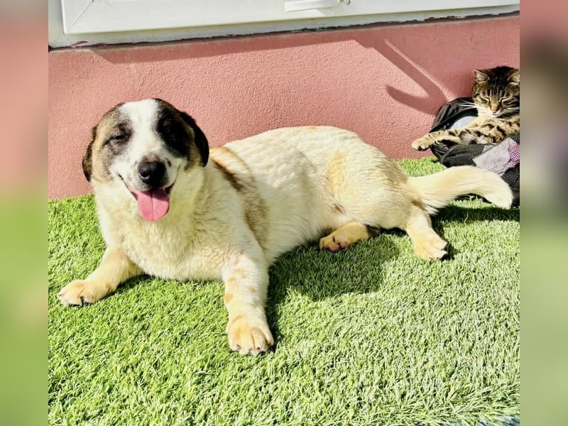 Katzenverträglicher Sonnenschein Mailo