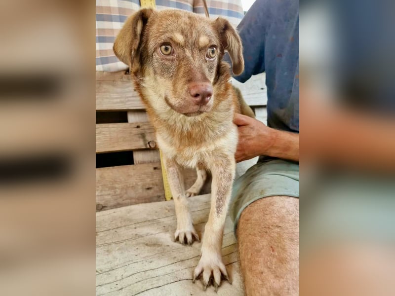 Sanfte Bambi sucht Menschen, die ihre Seele heilen