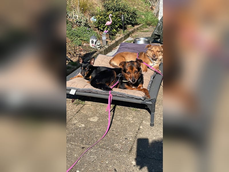 Liebesbedürftige Linn sucht Für-Immer-Zuhause