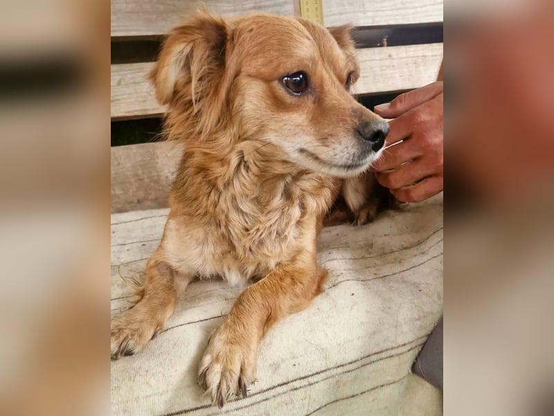 Kleine Leni sucht ein liebevolles Zuhause