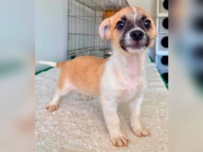 Teddy, kleinbleibender Welpenjunge sucht seine Familie