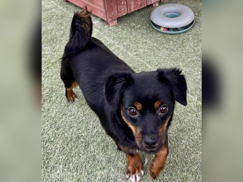 Katzenverträgliches Mini Mäuschen Gretchen