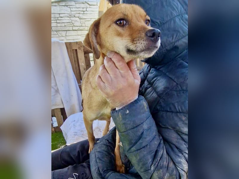 Coco - freundliche Schmusemaus