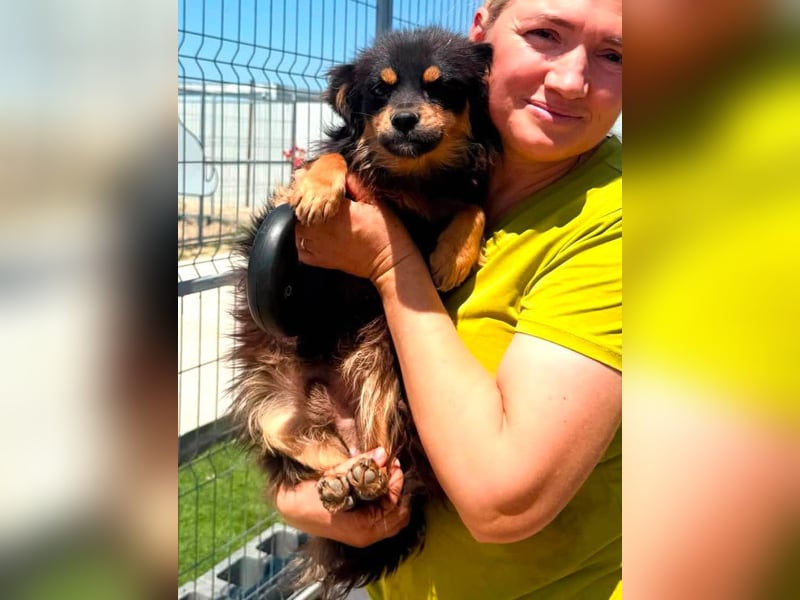 Kleiner Tyago sucht sein großes Glück