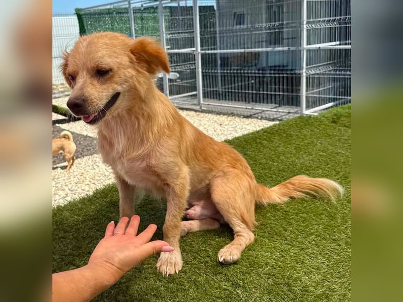 Ares, ein kleines Herz voller Liebe sucht sein Zuhause.