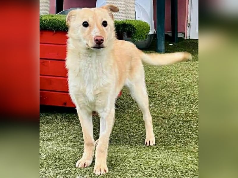 Bildhübsche Lesedi sucht ihr Für-Immer-Zuhause