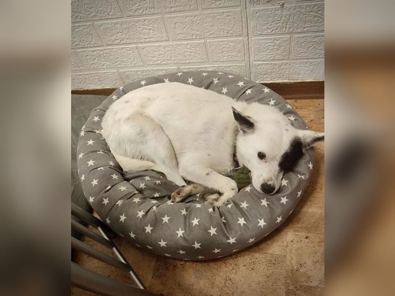 Unsere zarte Seele IDA möchte auch endlich ihre Menschen finden