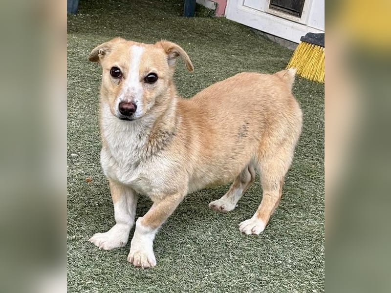 Kuschelhund Chester braucht seine Menschen