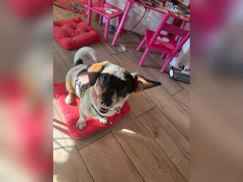 Katzenfreundlicher Welpe Krümel sucht ein aktives Zuhause