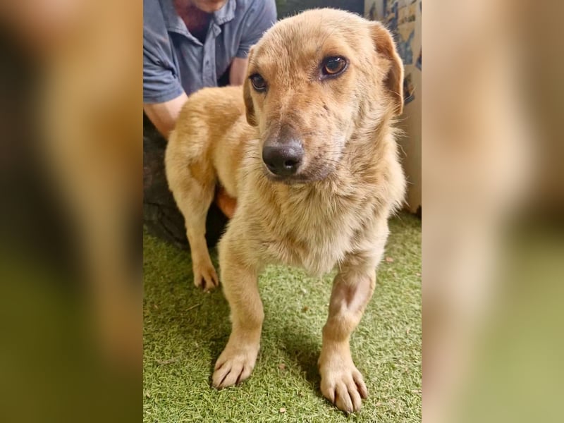 Chaplin – kleiner Hundemann sucht sein großes Glück