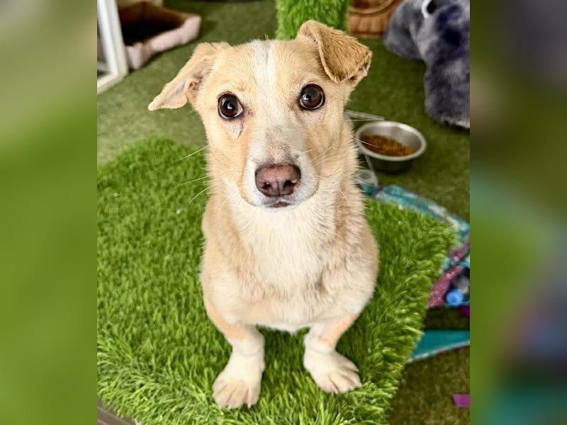 Kuschelhund Chester braucht seine Menschen