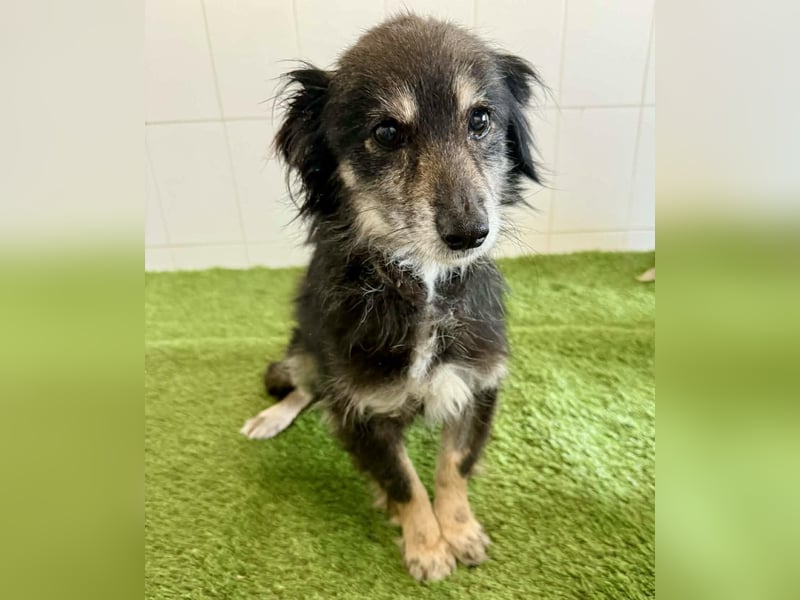 Katzenverträgliches Schmusemäuschen Hope