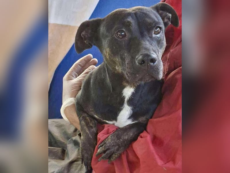 Kleine Ginny – Von der Kette ins Glück