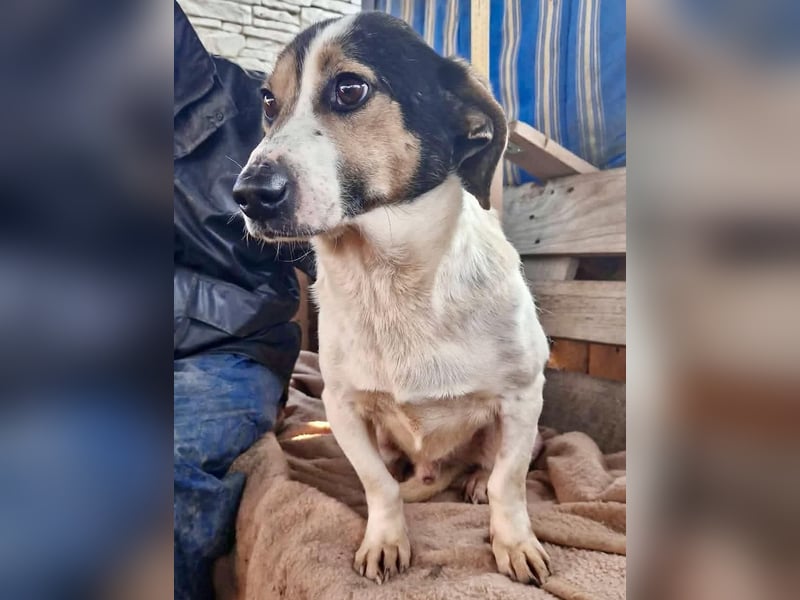 Trauriger kleiner Rambo