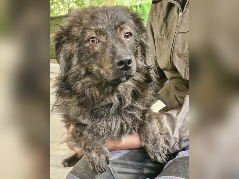 Eddie – kleine verletzte Seele sucht Menschen mit Herz und Geduld