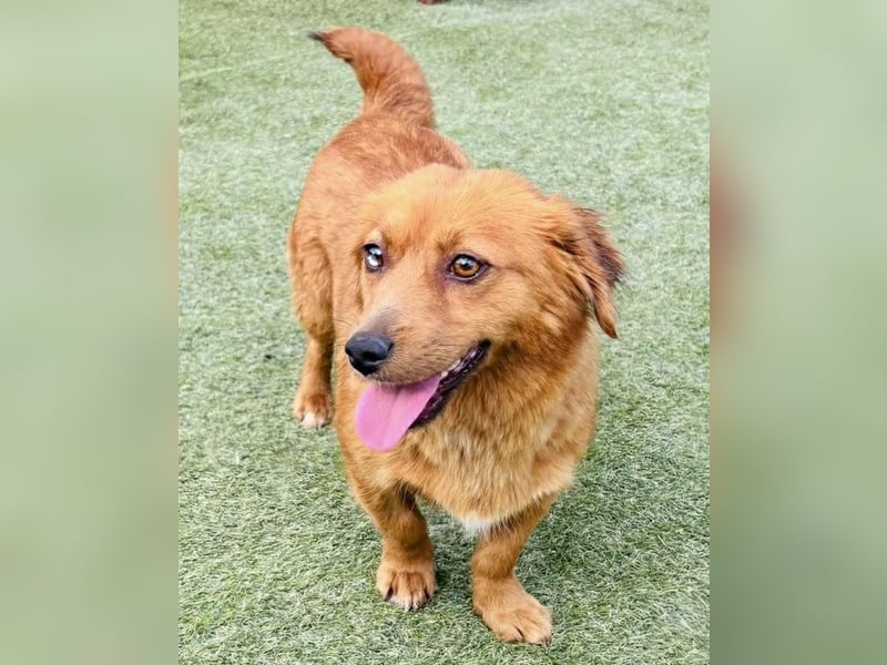 Katzenverträgliche , kleine Zoe