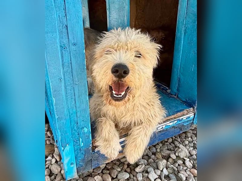 Cooper, plötzlich ist sein Zuhause weg...