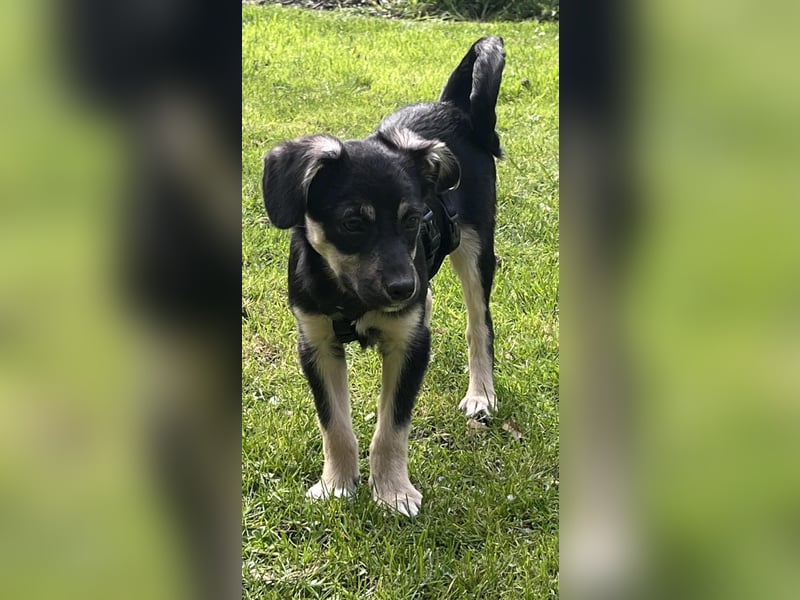 Kurti - Welpe sucht liebevolles Zuhause