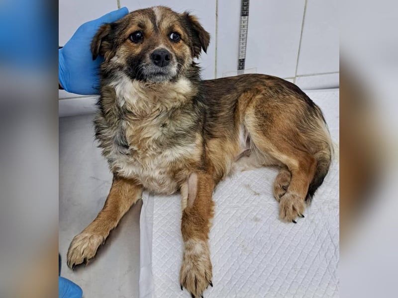 Katzenverträglichen Minimäuschen Ina