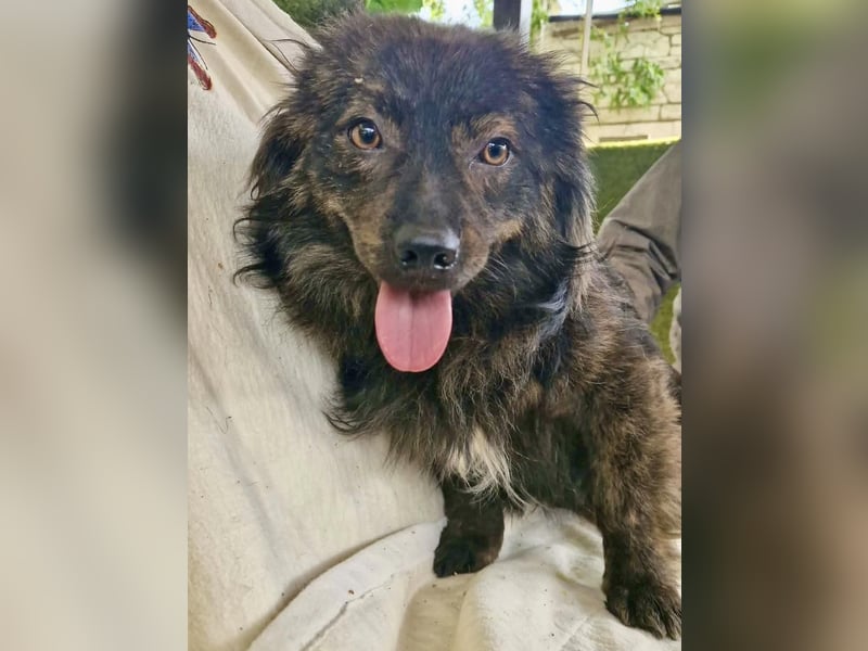 Eddie – kleine verletzte Seele sucht Menschen mit Herz und Geduld