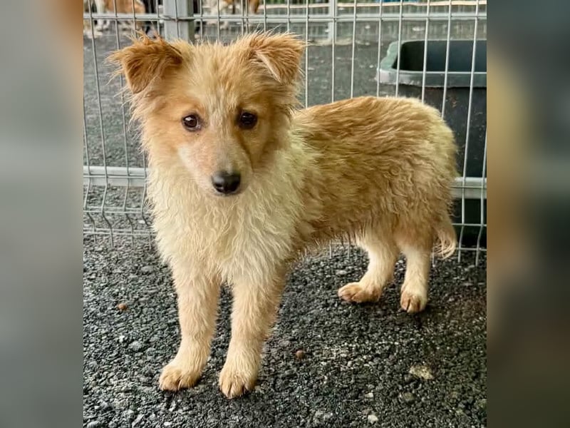 Lani – kleines Hundekind auf der Suche nach Geborgenheit