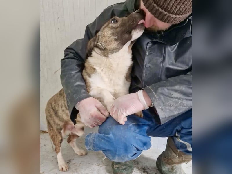 Ramon...ein Herz auf 4 Pfötchen....