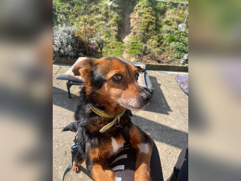 Liebesbedürftige Linn sucht Für-Immer-Zuhause