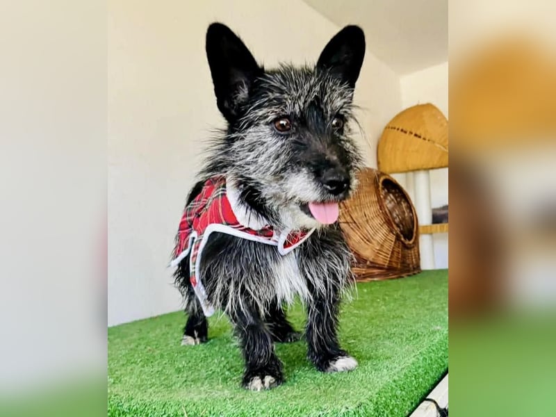 Katzenverträgliches Minimäuschen Finja