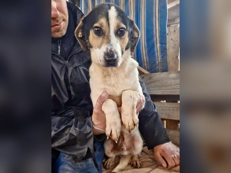 Trauriger kleiner Rambo