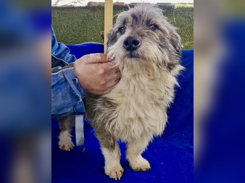 Kleiner Scottie sucht sein Glück