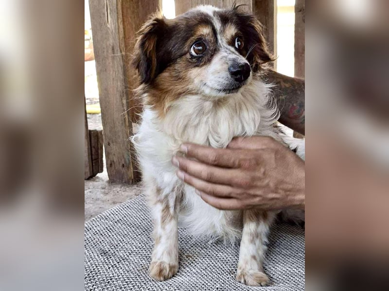 Kleine, sanfte 8 kg Hündin Amber