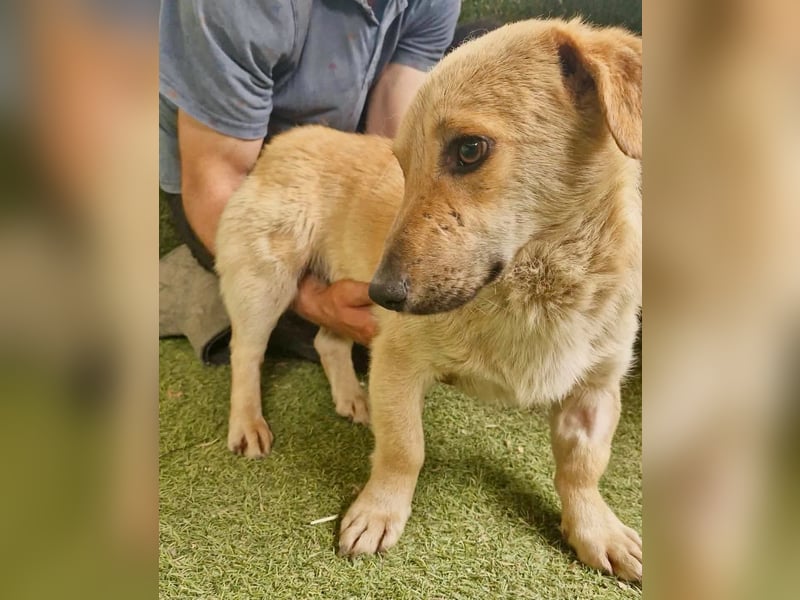 Chaplin – kleiner Hundemann sucht sein großes Glück
