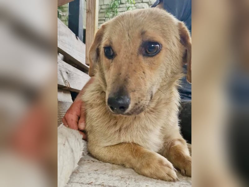 Chaplin – kleiner Hundemann sucht sein großes Glück