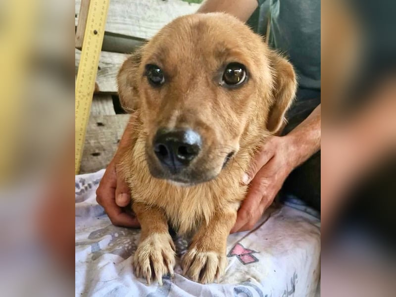 Perry, kleiner Schatz sucht wieder ein Zuhause