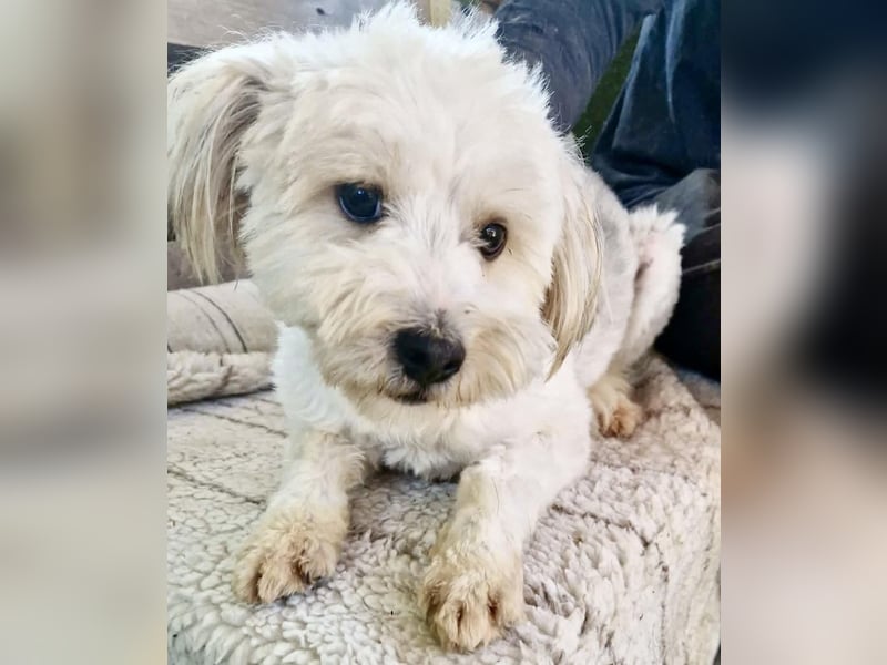Snoopy – kleiner Gute-Laune-Hund sucht sein Glück