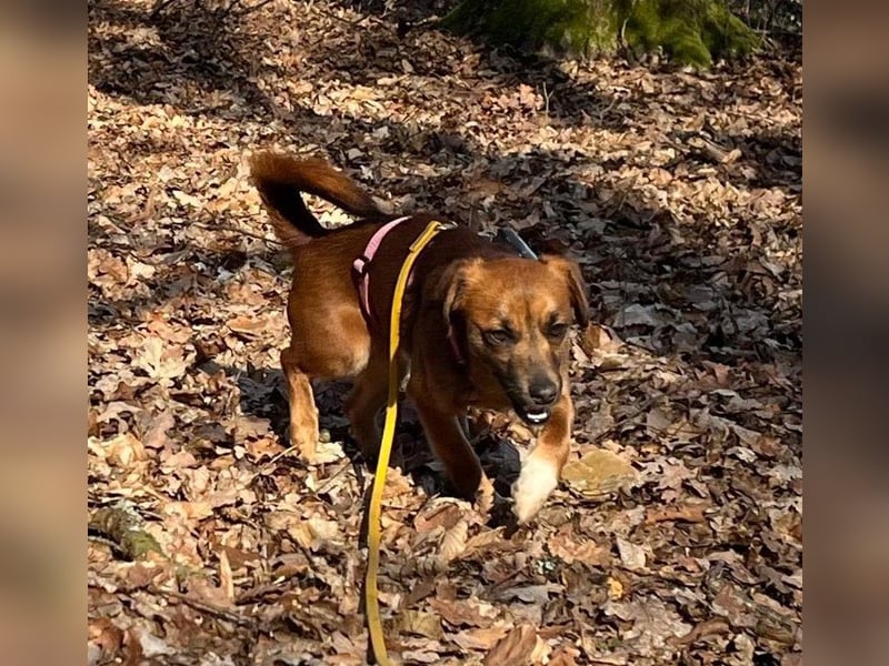 Kleine Allrounderin Nika sucht Familienanschluss