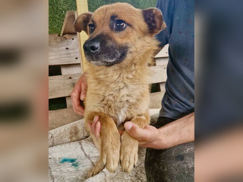 Kleiner Thor sucht sein großes Glück