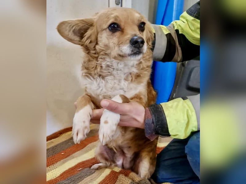 Liebe, kleine Schmusemaus Maya