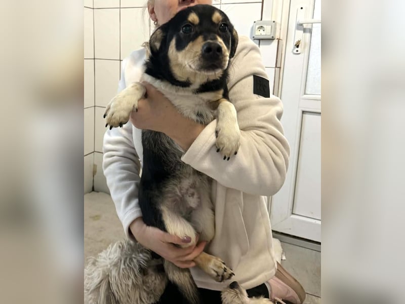 Kleiner Sonnenschein Aris…