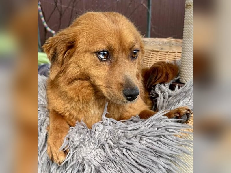 Katzenverträgliche , kleine Zoe