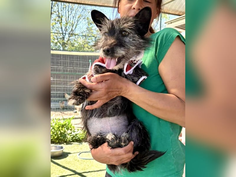 Fröhliche Terrier-Mix-Hündin Finja sucht liebevolles Zuhause