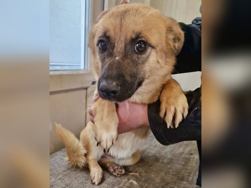 Super sanfte Pfötchengeberin Ava