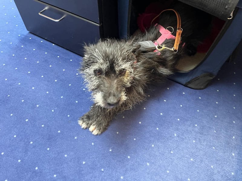 Fröhliche Terrier-Mix-Hündin Finja sucht liebevolles Zuhause