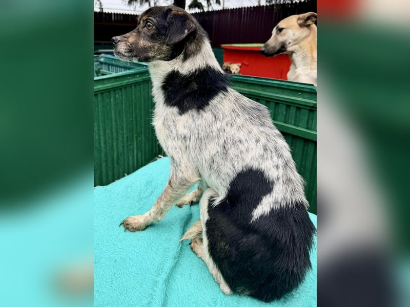 Sensibler, freundlicher Louie