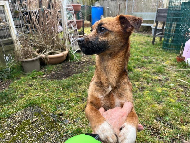 Kleine Allrounderin Nika sucht Familienanschluss