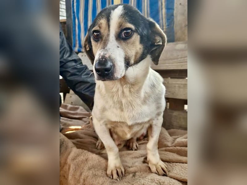 Trauriger kleiner Rambo