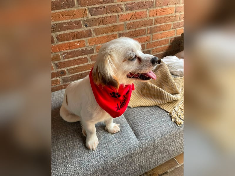 Ulli - entspannter Familienhund zum Verlieben